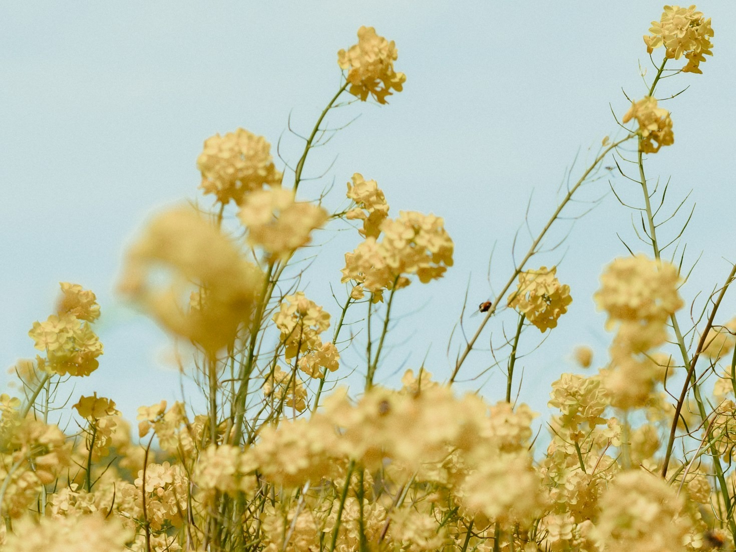 The Symbolism of Flowers in Prairie Traditions
