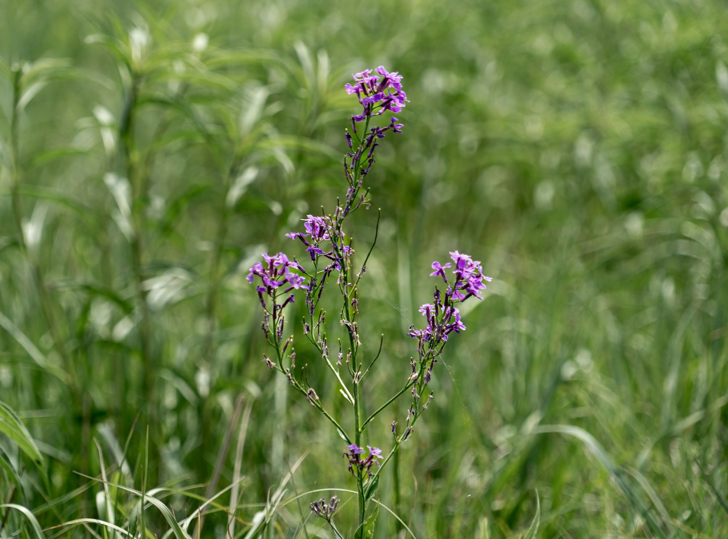Music and Community in Prairie Culture